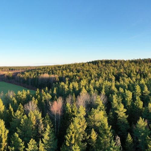 Drönarbild över Boberget, skogsområdet till höger. Till vänster skymtar åkermark.