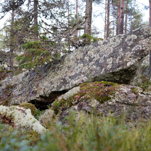 Omkullfallen sten uppe i skogen på Boberget i Vörå.