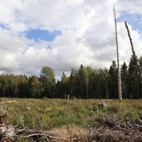 Syksyllä 2020 alue on hakattu paljaaksi, eikä rekisteröimättömästä muinaisjäännöksestä ole jäljellä enää mitään. Valokuva: Margareta Lindholm.