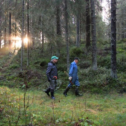 Skogsområdet med Vilanbacken i bakgrunden. Solljuset silas genom träden. Två personer på vandring framför backen.